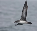Pink-footed Shearwater